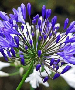 Purple Agapanthus Flower Diamond Painting