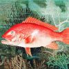 Red Snapper Underwater Diamond Painting