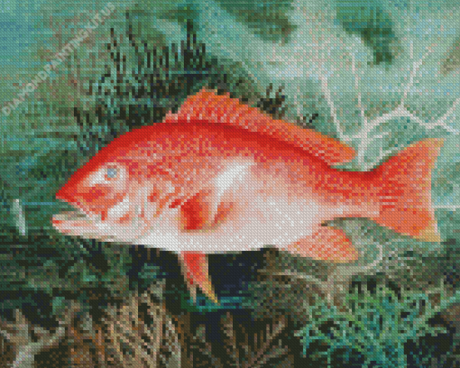 Red Snapper Underwater Diamond Painting