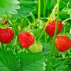 Strawberries Tree Plant Diamond Painting