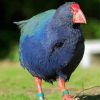 Takahe Walking On Grass Diamond Painting