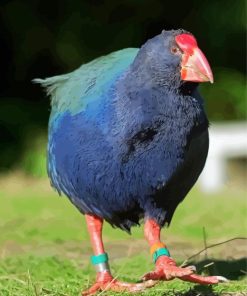 Takahe Walking On Grass Diamond Painting