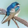 Tree Swallow Bird On Tree Diamond Painting