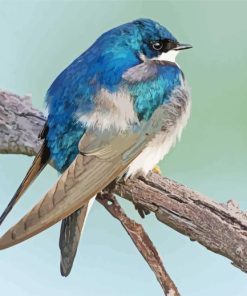 Tree Swallow Bird On Tree Diamond Painting