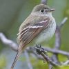 Tyrant Flycatchers On Stick Diamond Painting