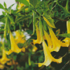 Yellow Angels Trumpet Tree Diamond Painting