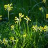 Yellow Wild Cowslips Flowers Diamond Painting