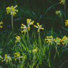 Yellow Wild Cowslips Flowers Diamond Painting