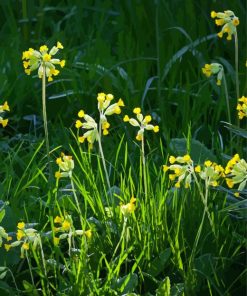 Yellow Wild Cowslips Flowers Diamond Painting