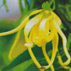 Ylang Ylang Diamond Painting