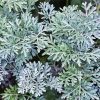 Artemisia Plant Diamond Painting