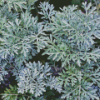 Artemisia Plant Diamond Painting