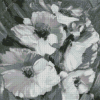 Black And White Flowers Diamond Painting