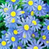 Blue Daisy Flowers Diamond Painting