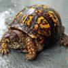 Box Turtle Diamond Painting