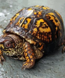 Box Turtle Diamond Painting