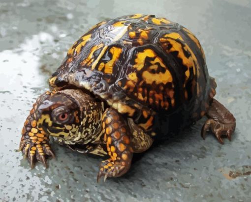 Box Turtle Diamond Painting