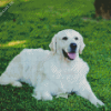 Cream Retriever Diamond Painting