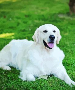 Cream Retriever Diamond Painting