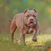 Grey American Bully Diamond Painting