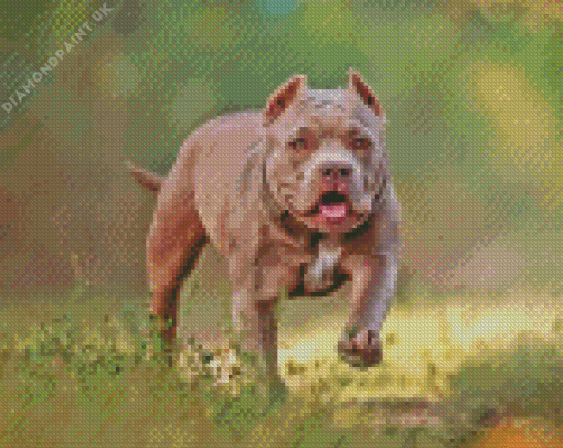 Grey American Bully Diamond Painting