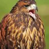 Harris Hawk Diamond Painting