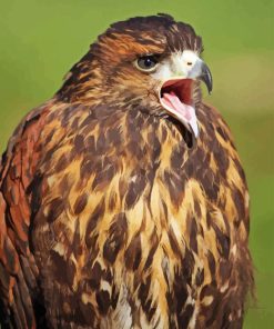 Harris Hawk Diamond Painting