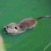 Nutria Swimming Diamond Painting