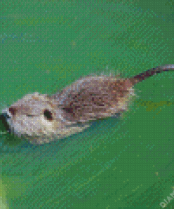 Nutria Swimming Diamond Painting