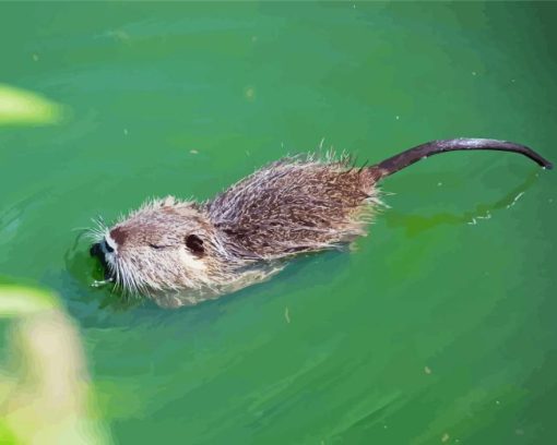 Nutria Swimming Diamond Painting