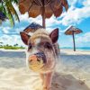 Pig In The Beach Diamond Painting