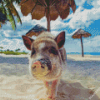 Pig In The Beach Diamond Painting