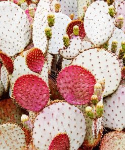 Prickly Pears Diamond Painting