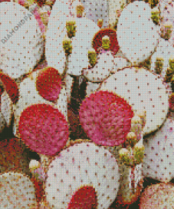 Prickly Pears Diamond Painting