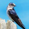 Purple Martin Diamond Painting