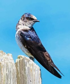 Purple Martin Diamond Painting