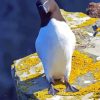 Razorbill Bird Diamond Painting