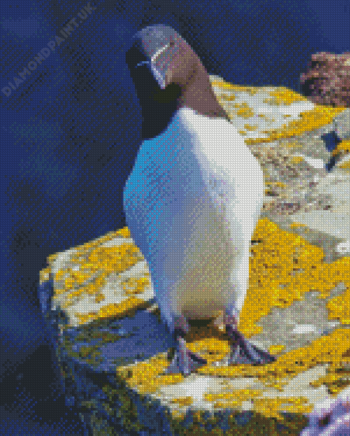 Razorbill Bird Diamond Painting