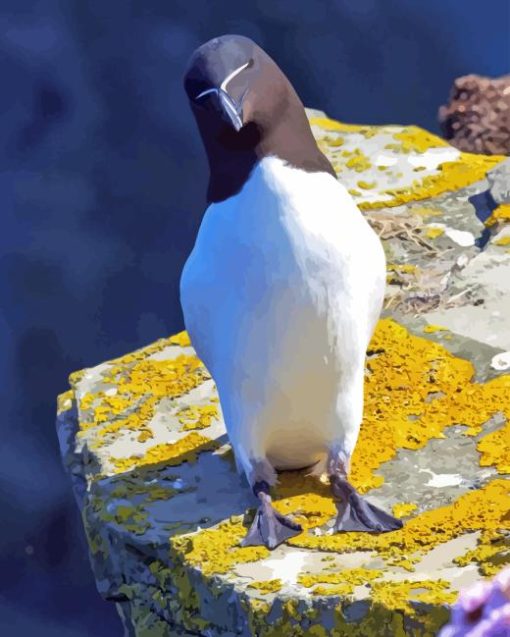 Razorbill Bird Diamond Painting