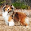 Shetland Dog Diamond Painting