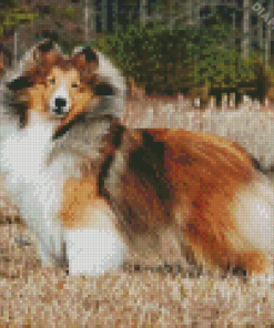 Shetland Dog Diamond Painting