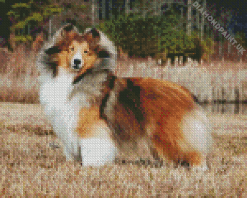 Shetland Dog Diamond Painting