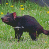 Tasmanian Devil Diamond Painting