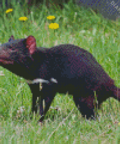 Tasmanian Devil Diamond Painting