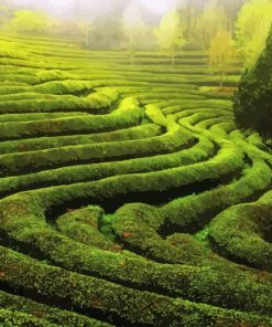 Tea Fields Diamond Painting