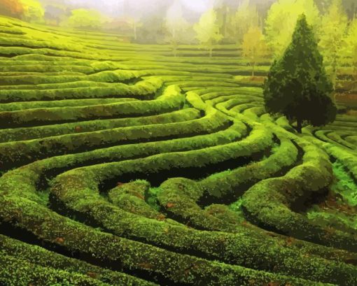 Tea Fields Diamond Painting