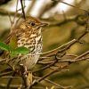 Thrush Bird On Stick Diamond Painting