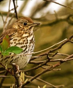 Thrush Bird On Stick Diamond Painting