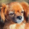 Tibetan Spaniel Diamond Painting