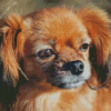 Tibetan Spaniel Diamond Painting